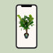 ficus-lyrata-o26cm-↕100cm