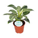 philodendron-birkin-o14cm-↕25cm