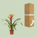 guzmania-variada-o12-↕50