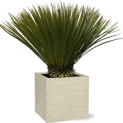 yucca-rostrata-90cm-o30
