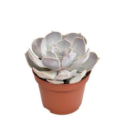 echeveria-lilacina-o10-5cm-↕15cm