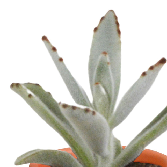 cactus-en-vetplanten-mix-5-5-cm-15-stuks-in-mexicaanse-pot