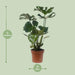monstera-deliciosa-o21cm-↕75cm-1