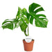 monstera-deliciosa-variegata-b-o15cm-↕45cm