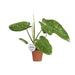 philodendron-jose-buono-o15cm-↕45cm