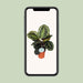 calathea-medallion-o14cm-↕45cm