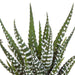 cactus-en-vetplanten-mix-5-5-cm-15-stuks-in-witte-pot