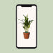 dypsis-lutescens-o12-40cm