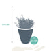 crassula-mix-8-5-cm-3x-in-witte-pot