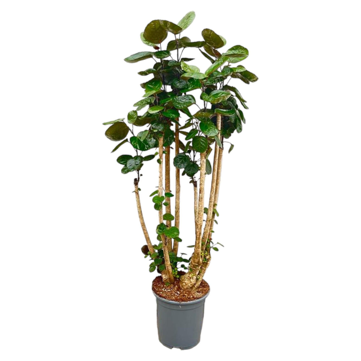zimmerpflanzen aralie Polyscias Fabian XXL - Aralia - ↕150cm