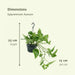 2x-epipremnum-aureum-scindapsus-25cm-o15