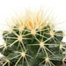 cactus-mix-5-5-cm-5x-in-mexicaanse-pot