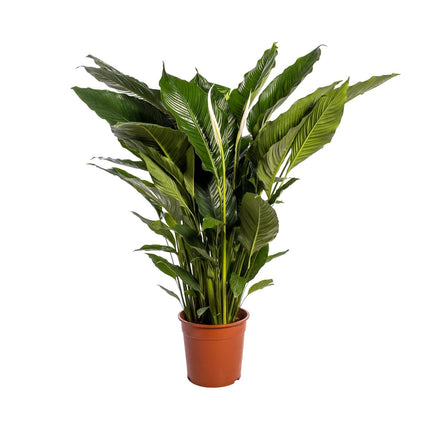 spathiphyllum-sweet-sebastiano-o24cm-↕110cm