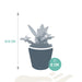 vetplanten-mix-5-5-cm-5x-in-mexicaanse-pot