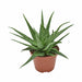 aloe-molo-o10-5cm-↕15cm