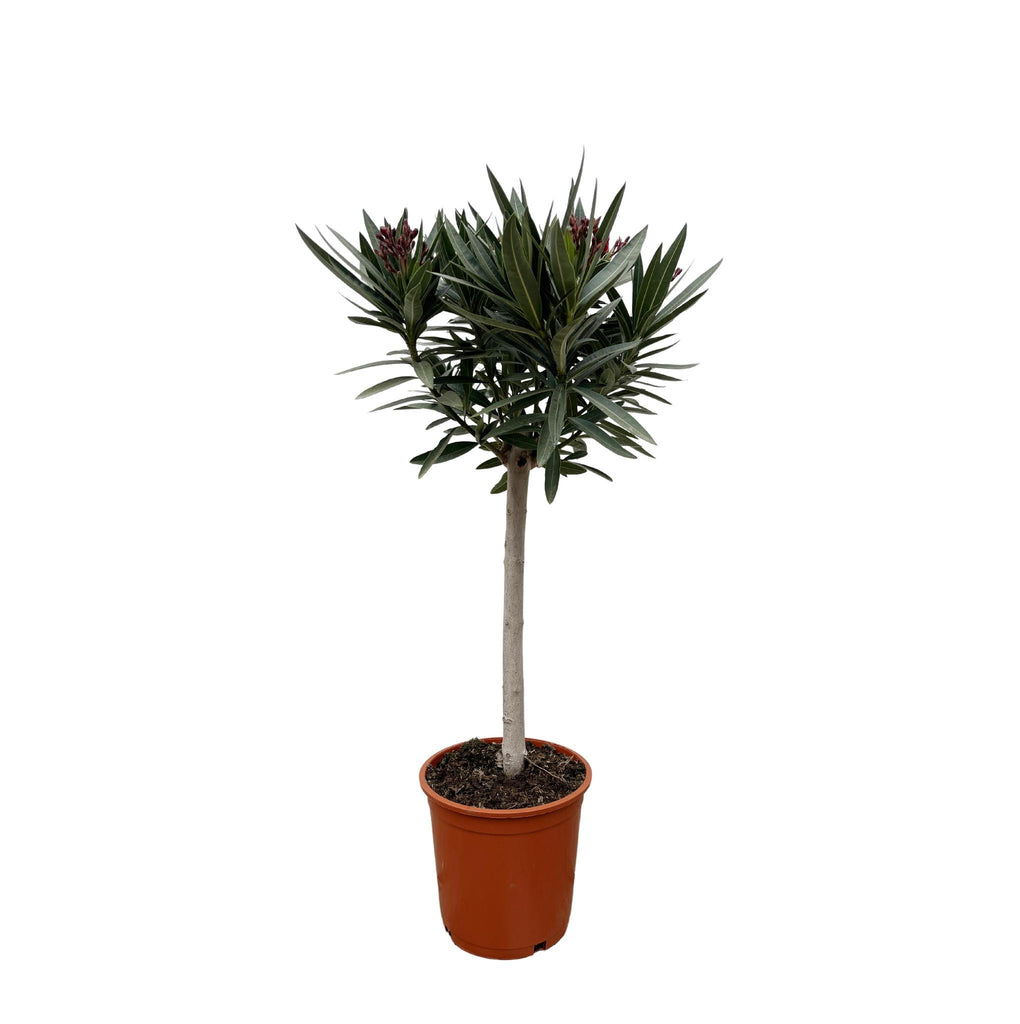 Oleander (Nerium) am Stiel mit roter Blüte - ↕90 cm