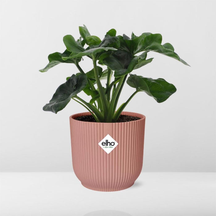 philodendron atom entretien Philodendron Atom in elho Vibes Fold rose - ↕25cm