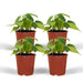 4x-philodendron-scandens-brasil-15cm-o12