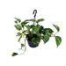 scindapsus-pictus-trebie-o15cm-↕30cm
