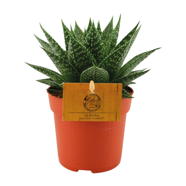 gasteria-hybride-aurora-o11cm-↕15cm