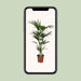 howea-forsteriana-o21-120cm