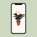 calathea-crocata-o14cm-↕40cm