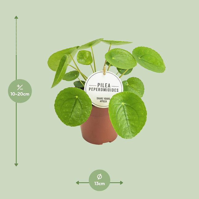 pilea-peperomioides-o13cm-↕20cm