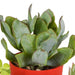vetplanten-mix-5-5-cm-5x-in-gekleurde-plasticpot