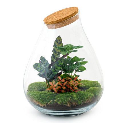 diy-terrarium-drop-xl-rood-↕-37-cm-rake-shovel-tweezer