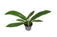 philodendron-campiii-p14-o14cm-↕40cm