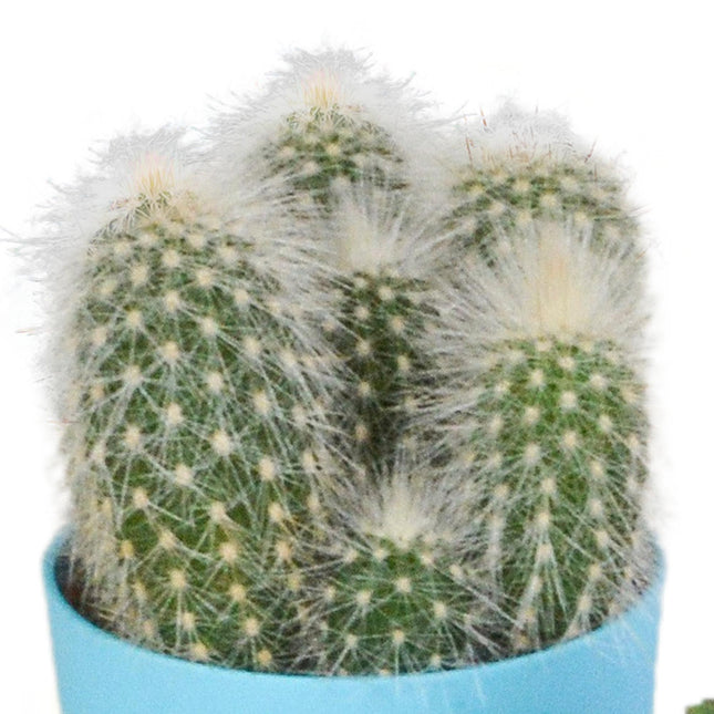cactus-mix-5-5-cm-5x-in-gekleurde-plasticpot