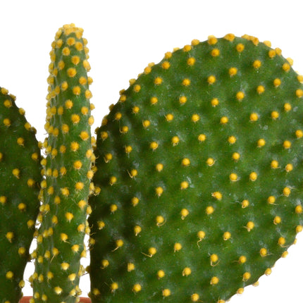 cactus-mix-10-5-cm-3x-12cm-zonder-pot