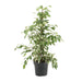 ficus-benjamina-twilight-o17cm-↕70cm