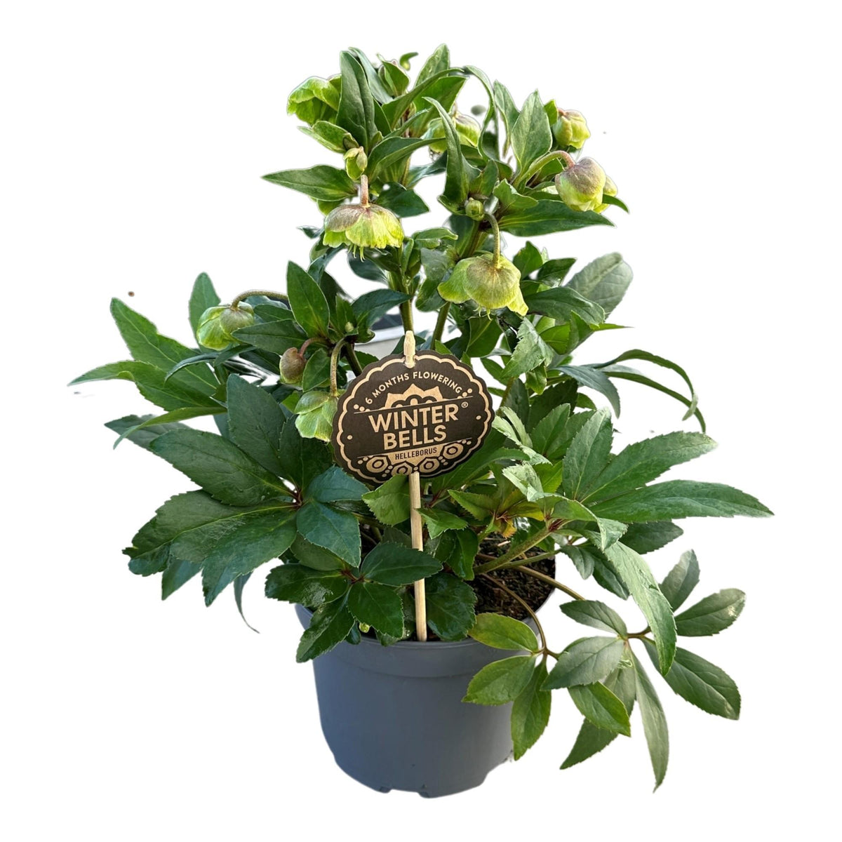 Helleborus Winterbells - Weihnachtsrose - ↕45cm