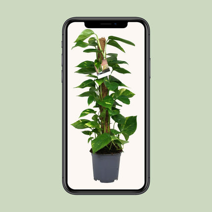 scindapsus-epipremnum-o19cm-↕80cm