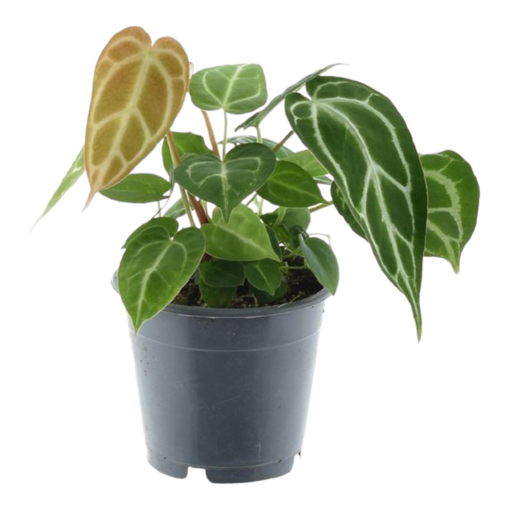 anthurium crystallinum cuidados Anthurium Chrystallium - ↕35cm