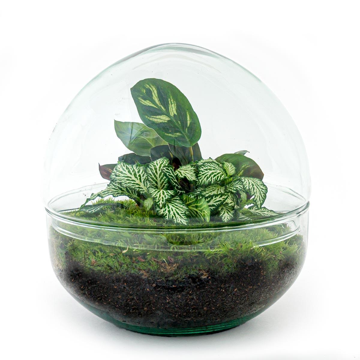 DIY-Terrarium – Kuppel – ↕20 cm – Normal — Planten247.nl
