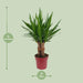 yucca-tres-canas-30-stam-p19-o19cm-↕70cm
