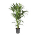 howea-forsteriana-o21cm-↕120cm-1