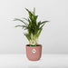 dypsis-lutescens-areca-12cm-in-elho-vibes-fold-14cm-roze