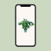 monstera-deliciosa-o30cm-↕100cm