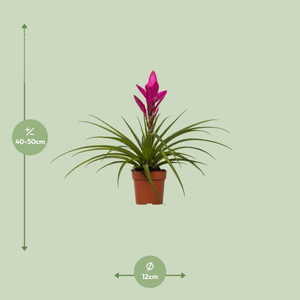 tillandsia-amira-o12cm-↕45cm