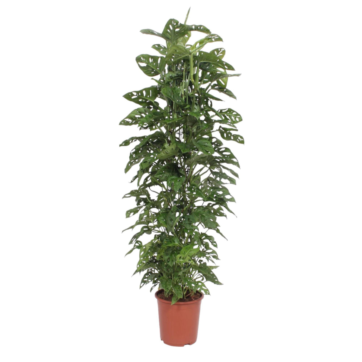 Soft Leaf Rack Monstera Monkey Leaf mesh rack - ↕180cm - Ø27cm - Gatenplant ...