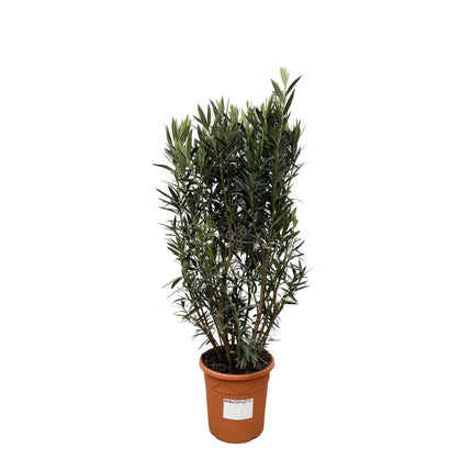 nerium-oleander-struik-180cm-o40