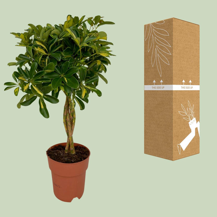 schefflera-gold-capella-o19cm-↕80cm