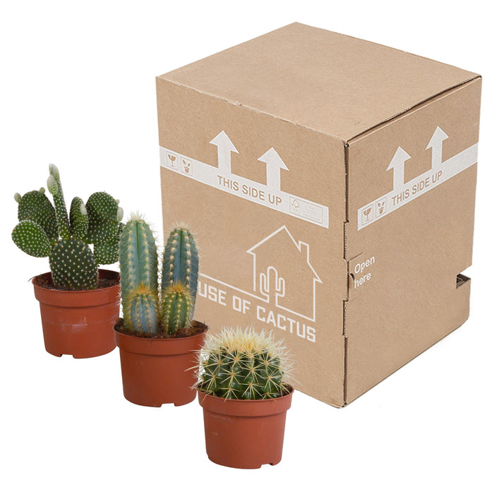 cactus-mix-10-5-cm-3x-zonder-pot