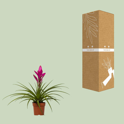 tillandsia-amira-o12cm-↕45cm