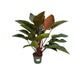 philodendron-red-beauty-o27cm-↕100cm