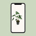 alocasia-zebrina-o21cm-↕80cm