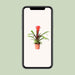 guzmania-rockyflower-hope-o12cm-↕43cm
